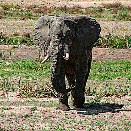 AMATEURFILM-NACHMITTAG: Nationalparks in Tansania